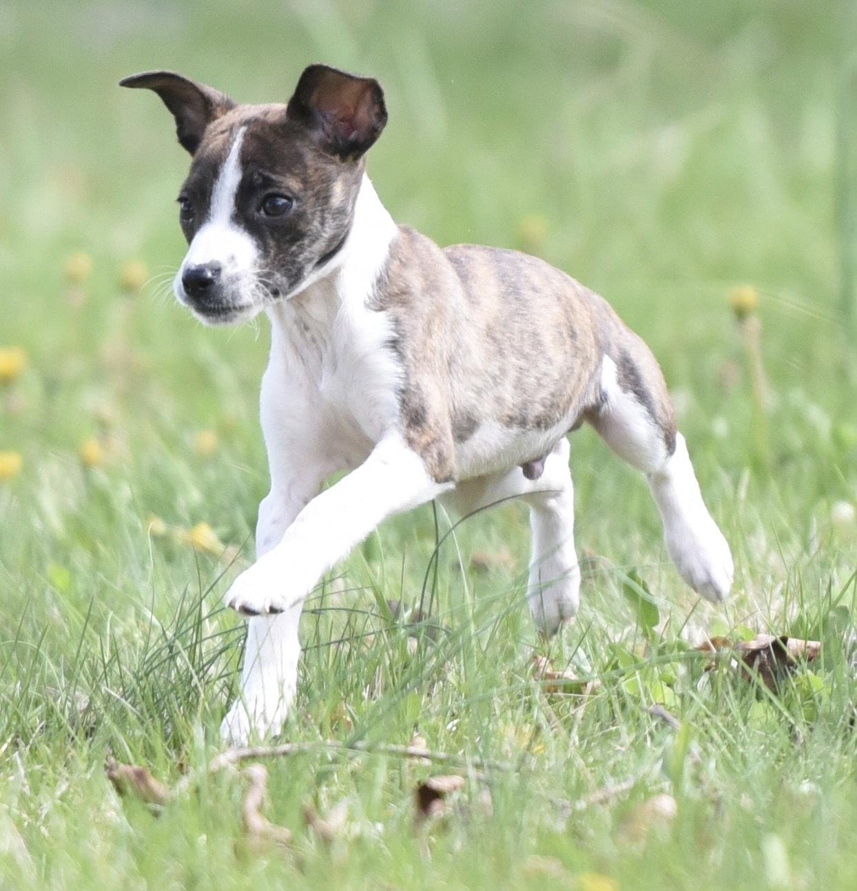 Christopher, a Adopted mixed breed in Mechanicsburg, PA image 2/3