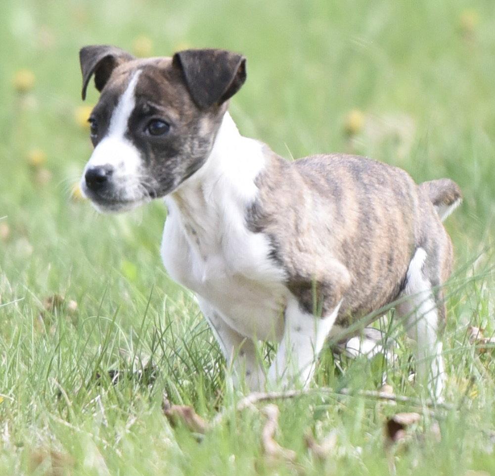 Christopher, a Adopted mixed breed in Mechanicsburg, PA image 3/3