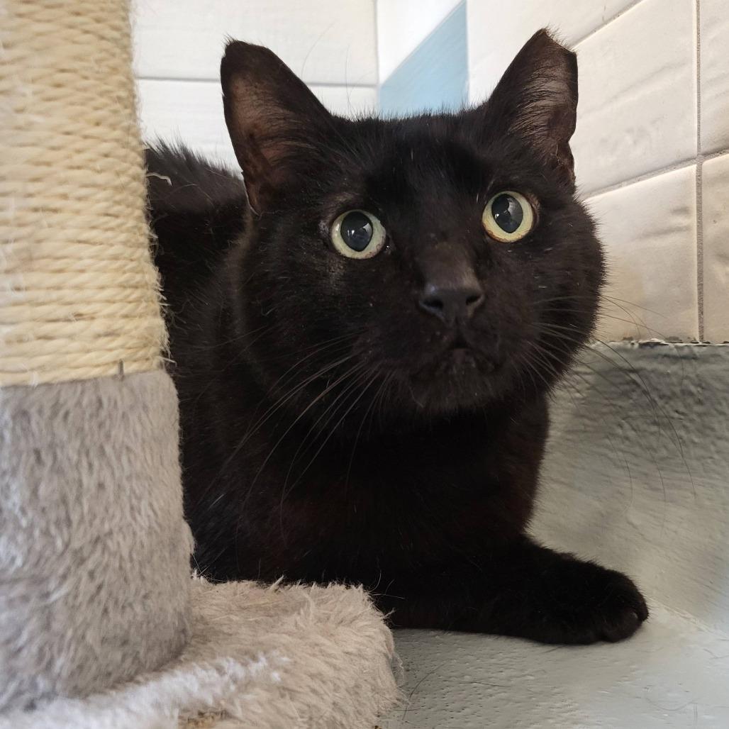 Uncle Buck, Adoptable, Senior Male Domestic Short Hair.