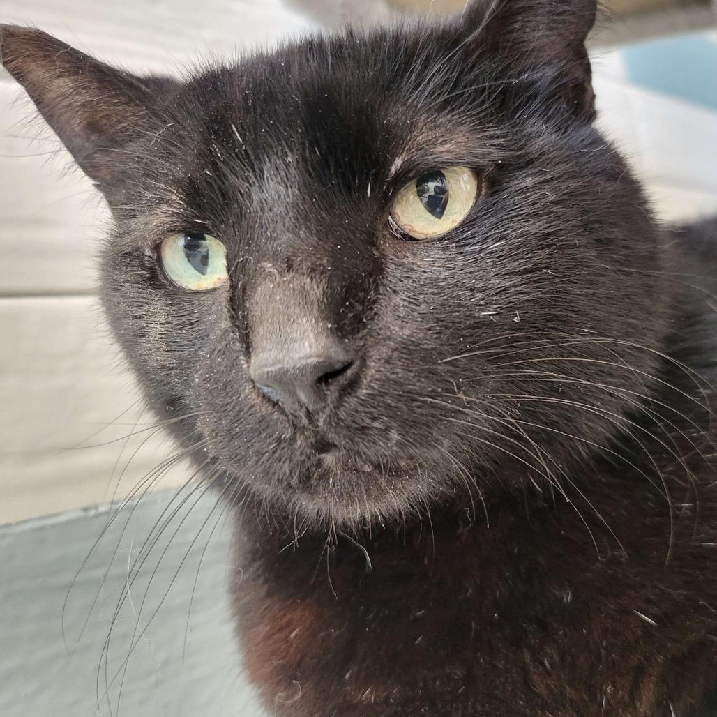 Enlarge Uncle Buck, a Adoptable Domestic Short Hair in Port Neches, TX image 2/3