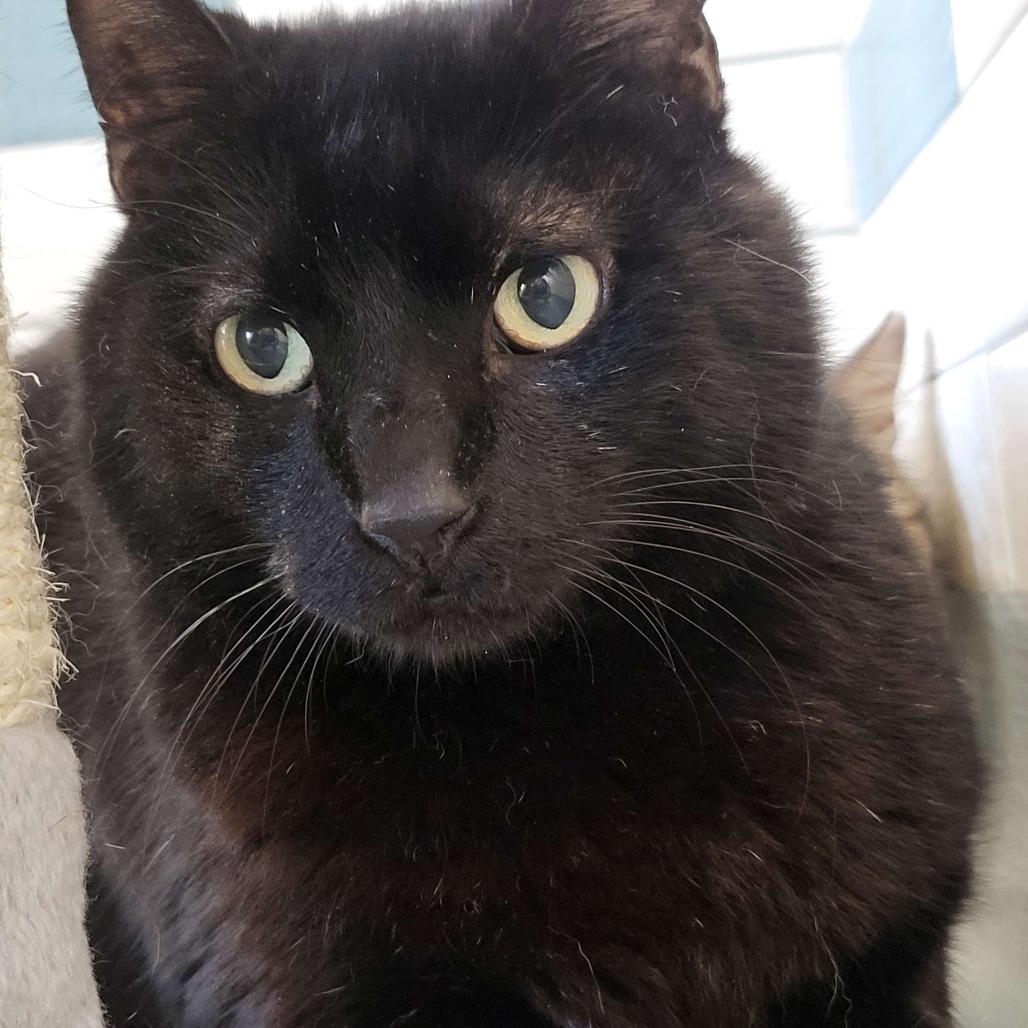 Enlarge Uncle Buck, a Adoptable Domestic Short Hair in Port Neches, TX image 3/3