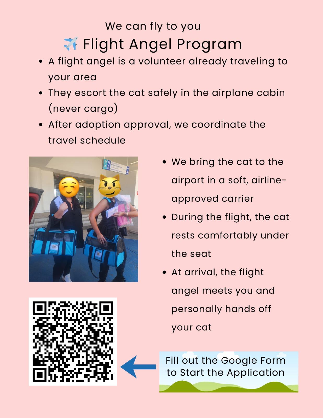 Esme, a Adoptable Domestic Short Hair in Windsor Locks, CT image 6/6