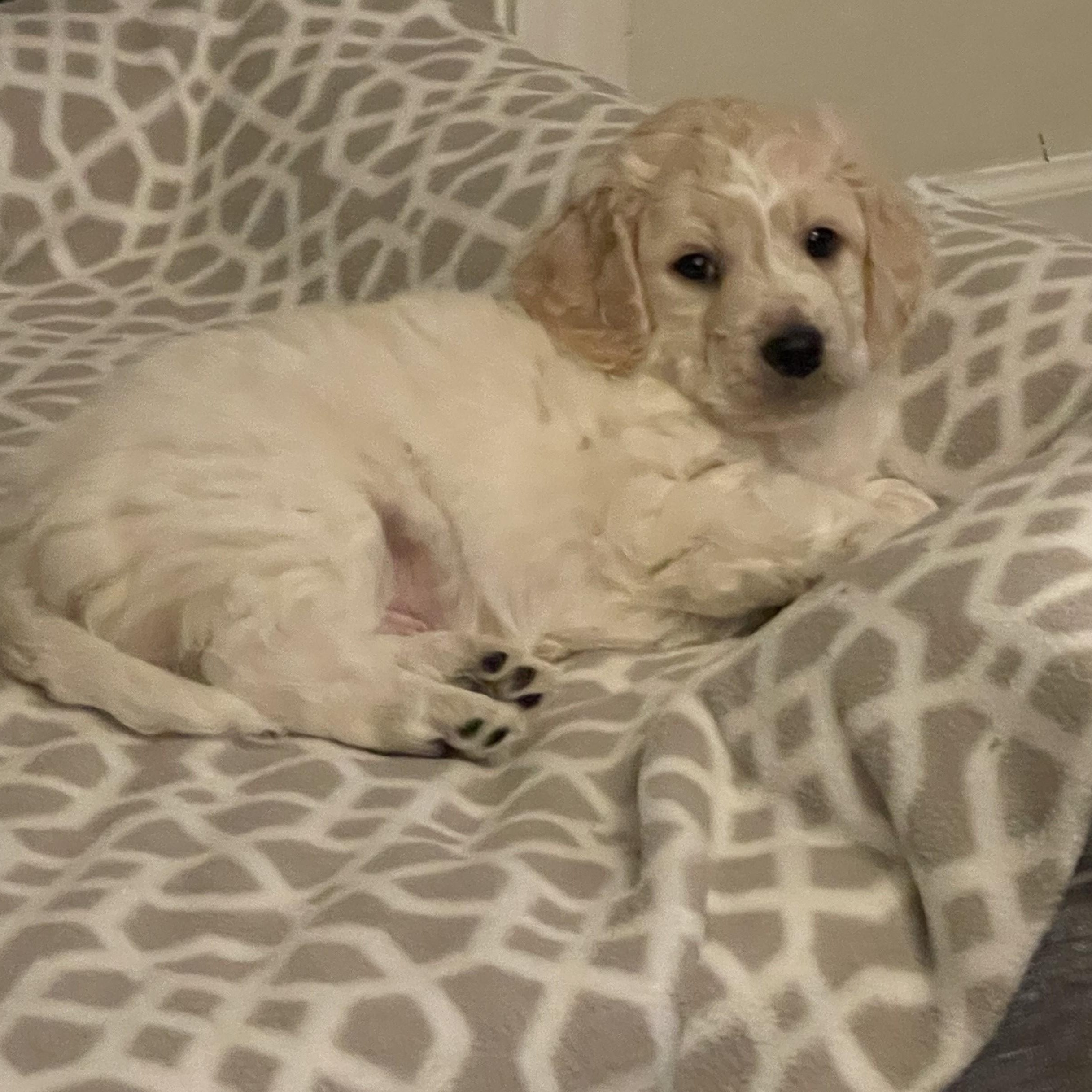 Roman, ADOPTABLE, Puppy Male Dachshund (Long Haired).