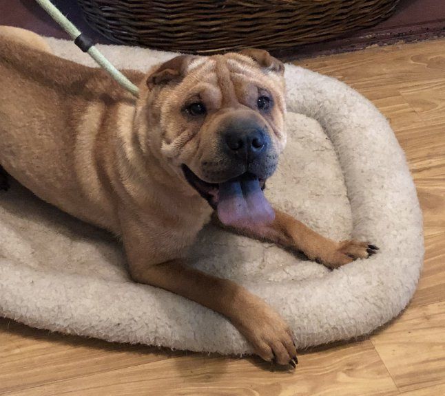 Enlarge Lucy, a Adopted Shar-Pei in Lancaster, PA image 1/4