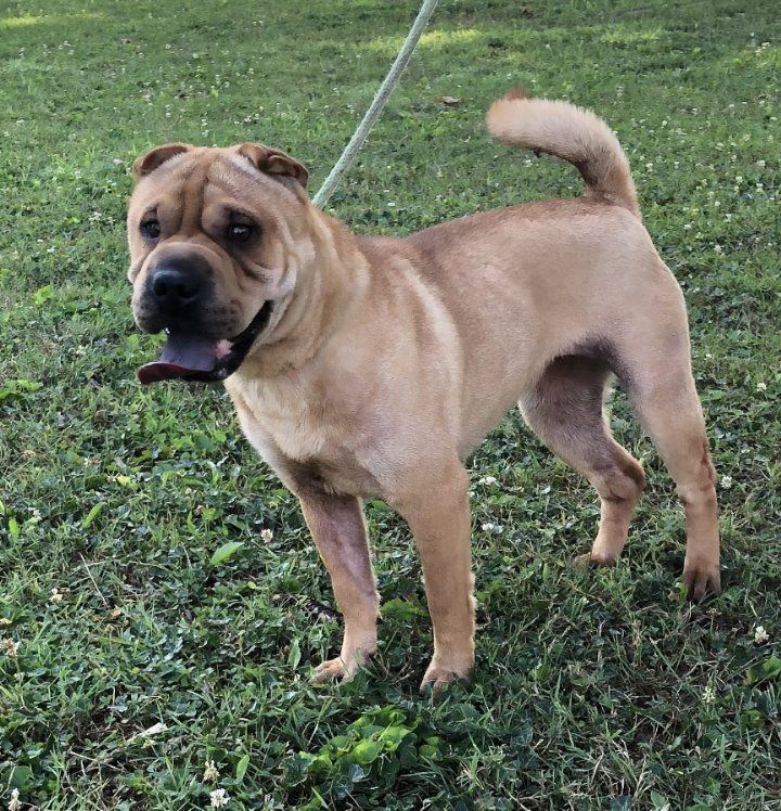 Enlarge Lucy, a Adopted Shar-Pei in Lancaster, PA image 2/4