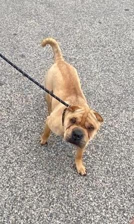 Enlarge Lucy, a Adopted Shar-Pei in Lancaster, PA image 3/4
