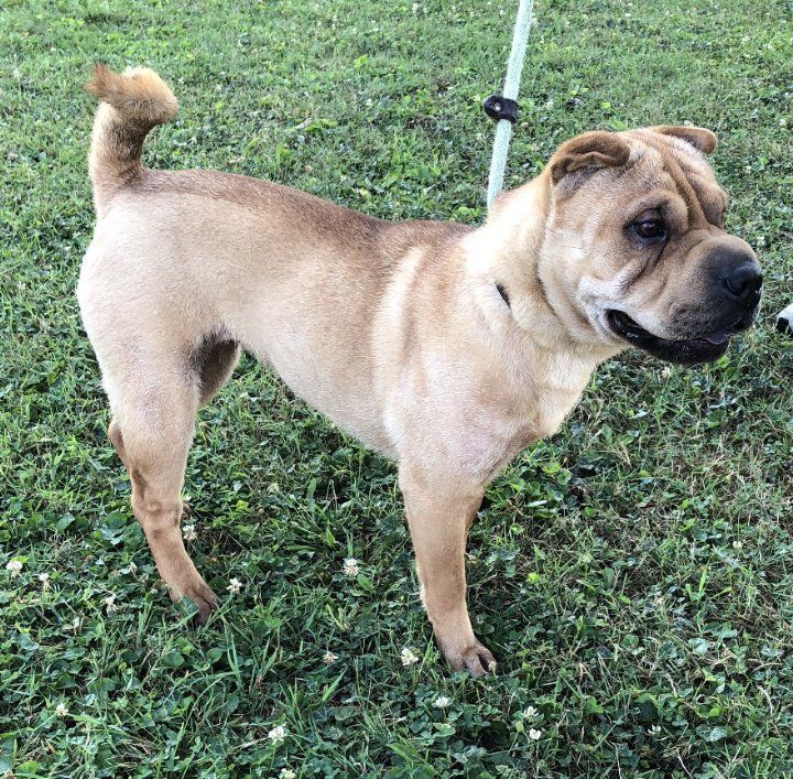 Enlarge Lucy, a Adopted Shar-Pei in Lancaster, PA image 4/4