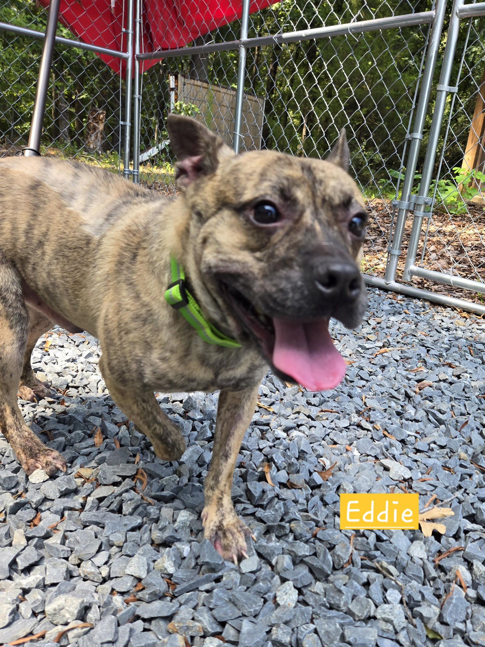 Enlarge Eddie, a Adoptable mixed breed in Albemarle, NC image 2/3