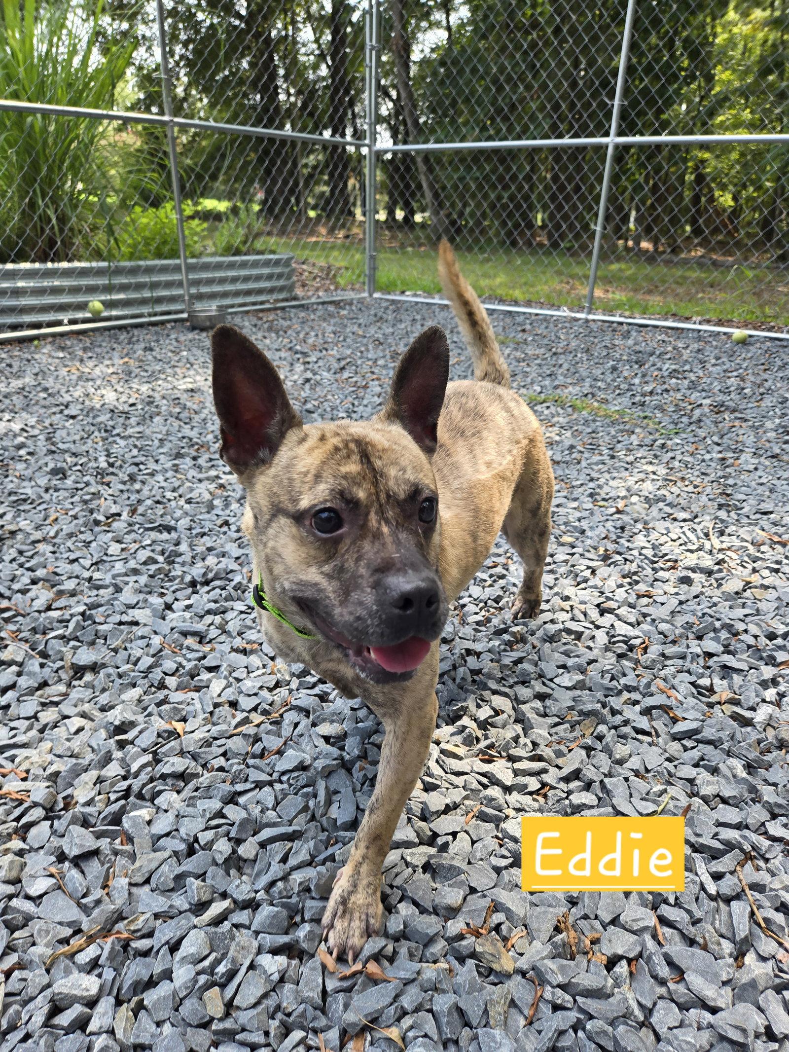 Enlarge Eddie, a Adoptable mixed breed in Albemarle, NC image 3/3