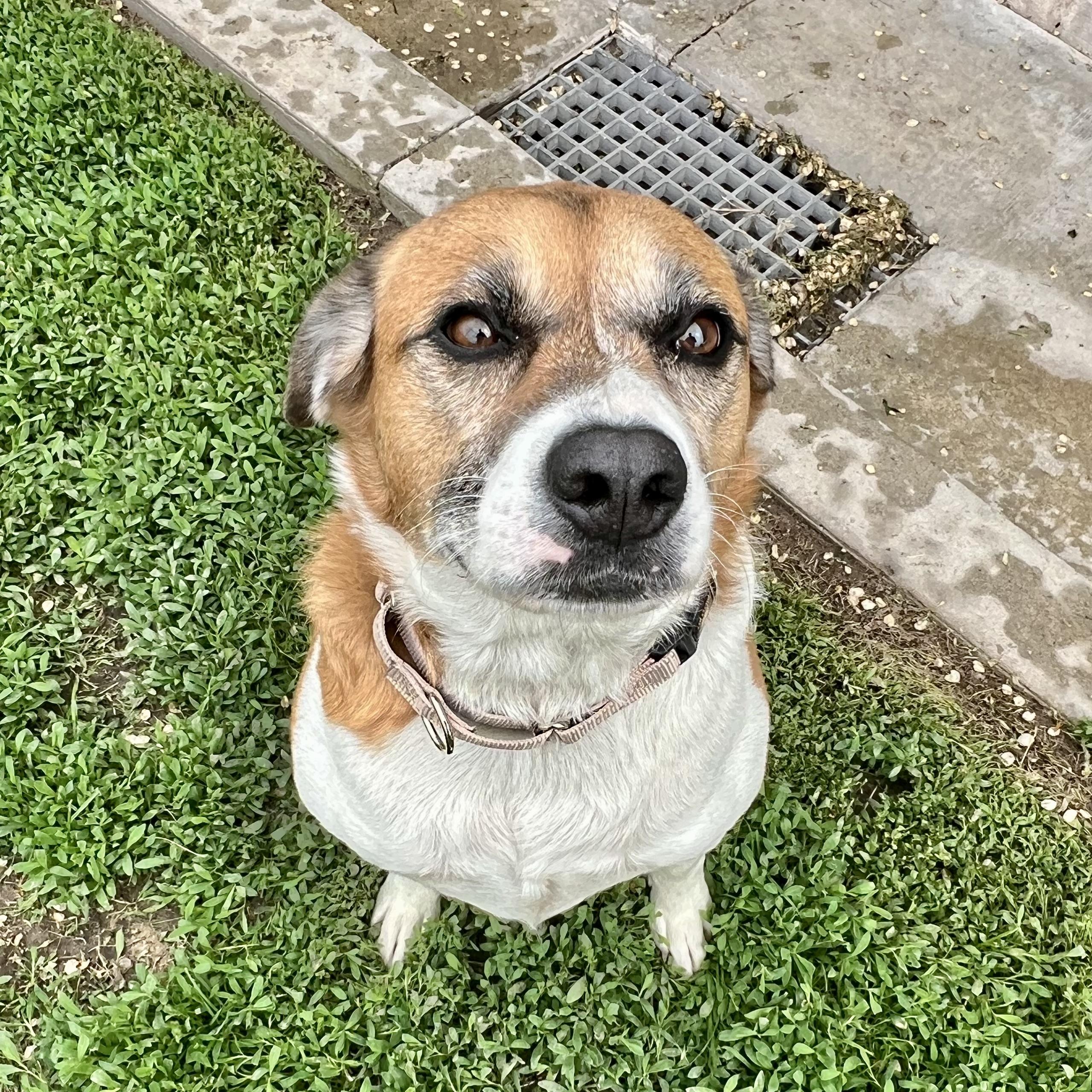 Giddion, a Adoptable mixed breed in Albany, MO image 1/6
