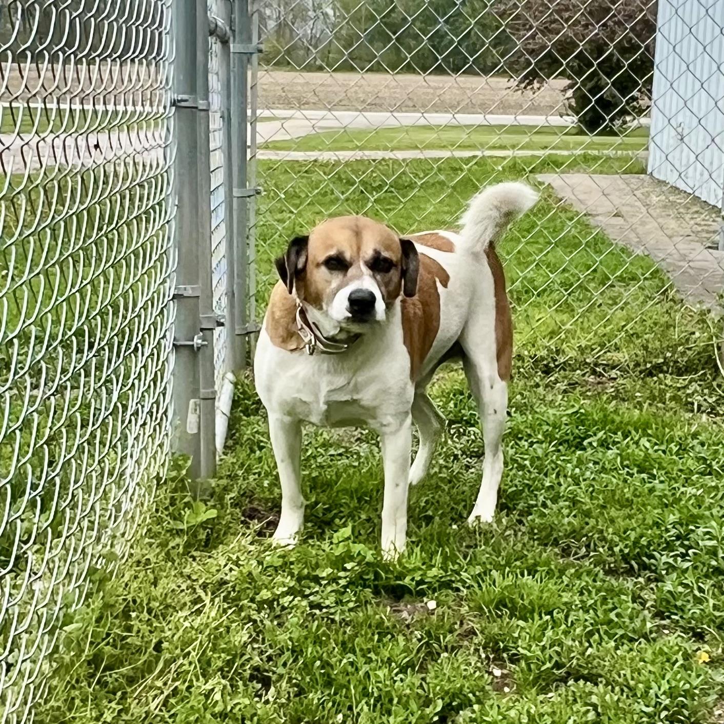 Giddion, a Adoptable mixed breed in Albany, MO image 2/6