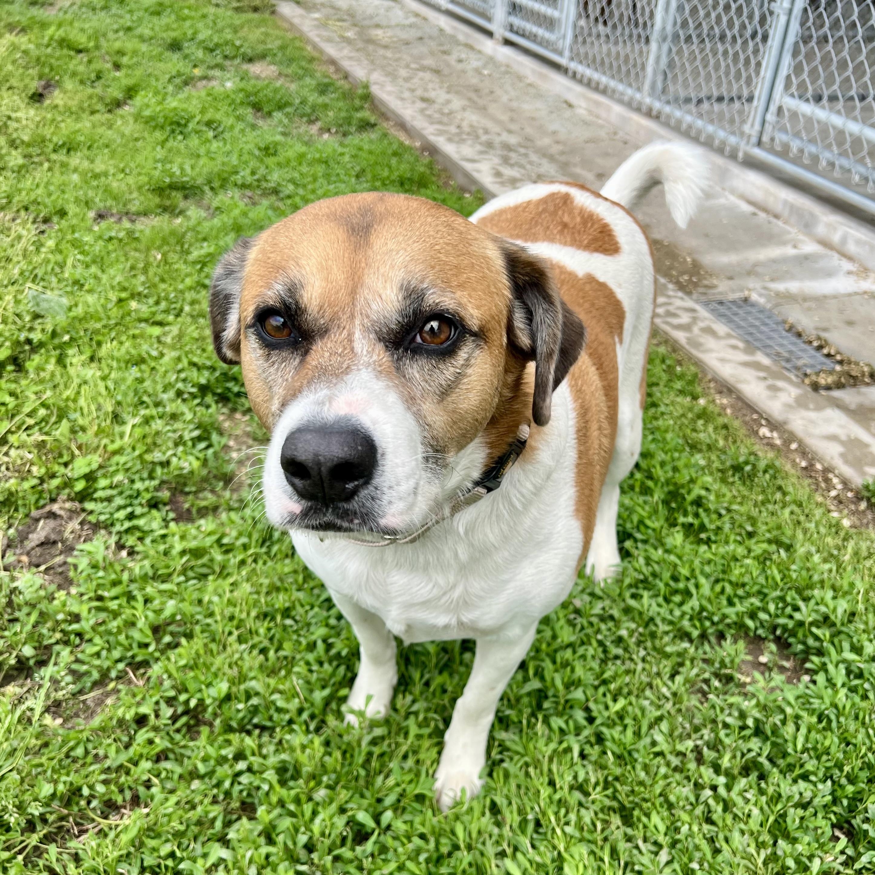 Giddion, a Adoptable mixed breed in Albany, MO image 3/6