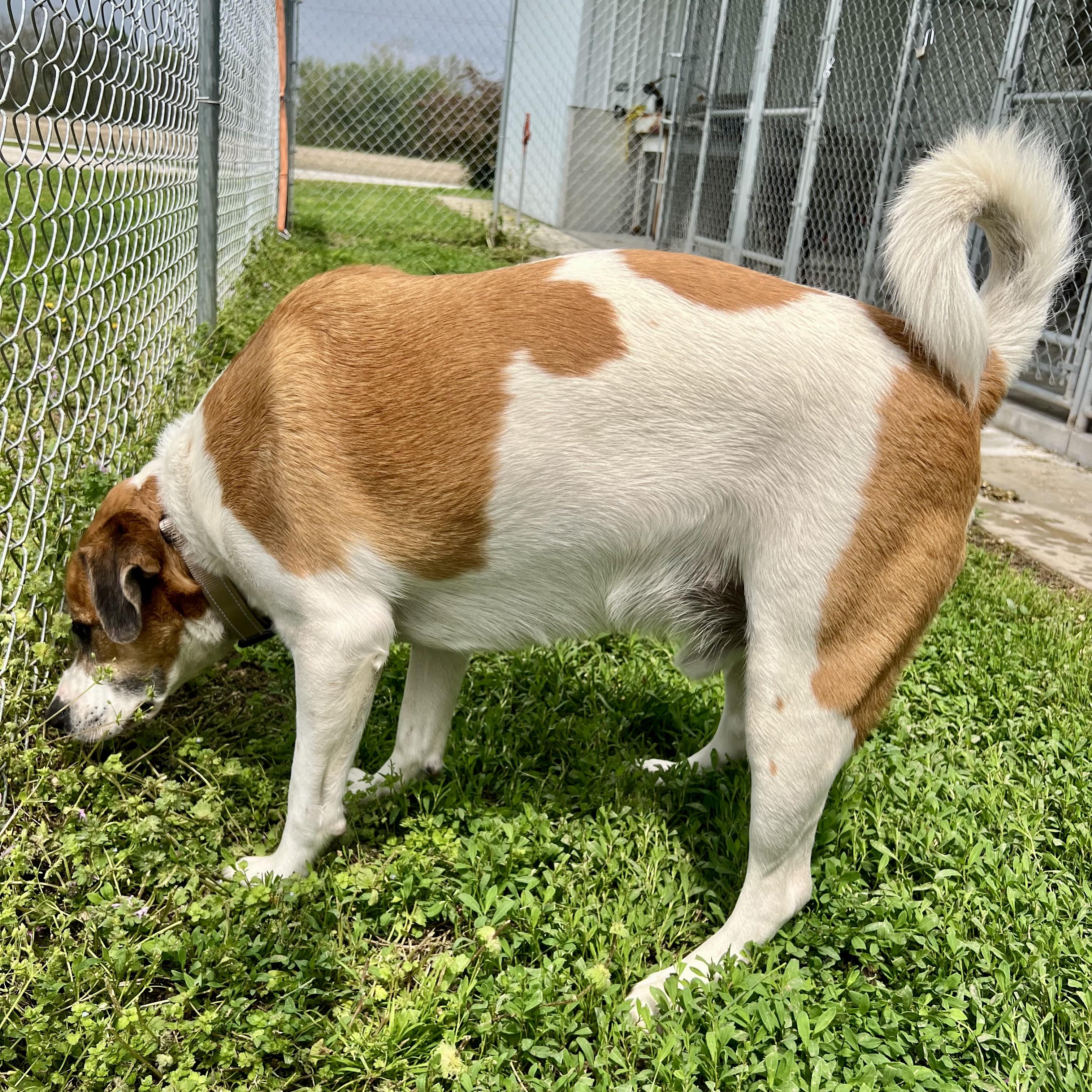 Giddion, a Adoptable mixed breed in Albany, MO image 4/6