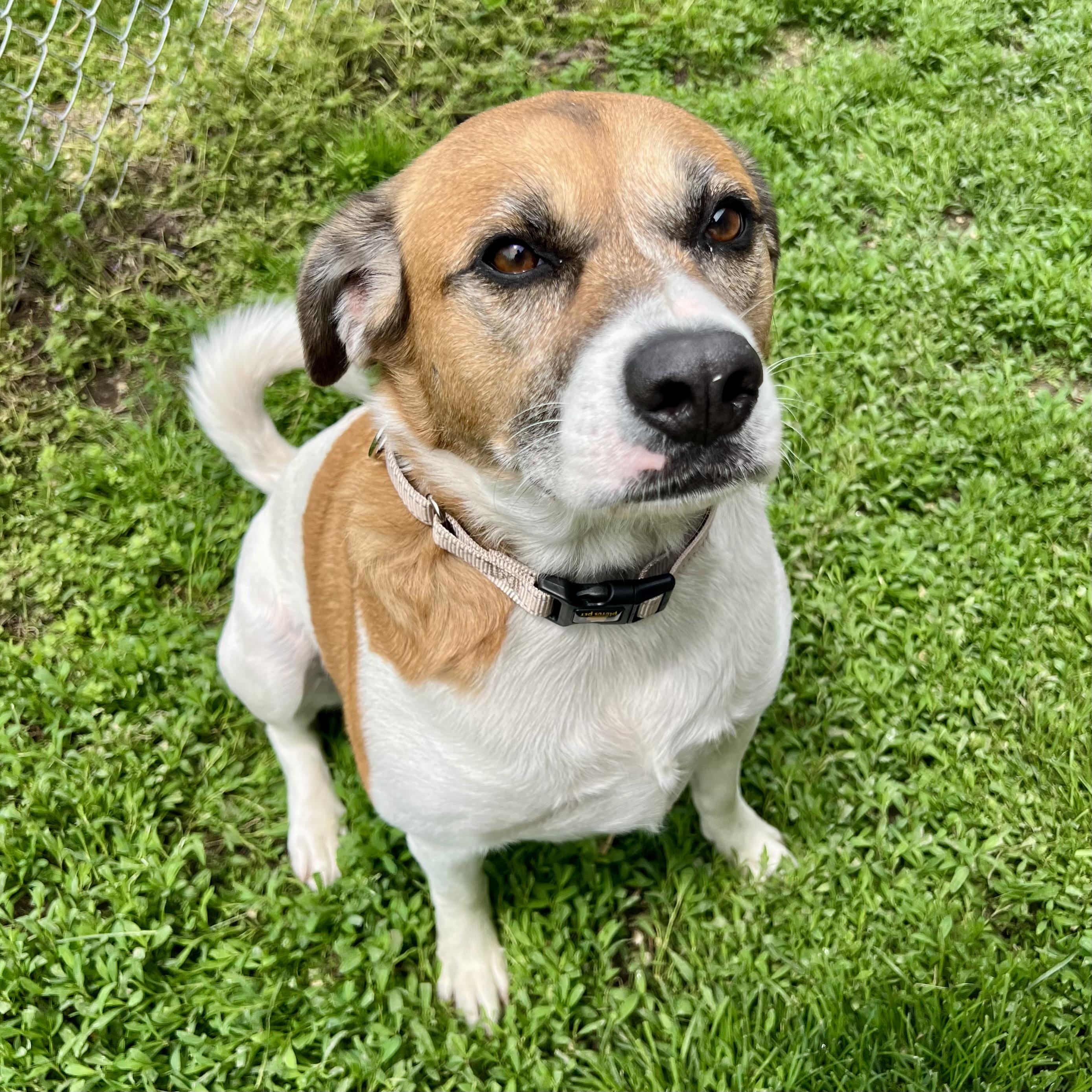 Giddion, a Adoptable mixed breed in Albany, MO image 5/6