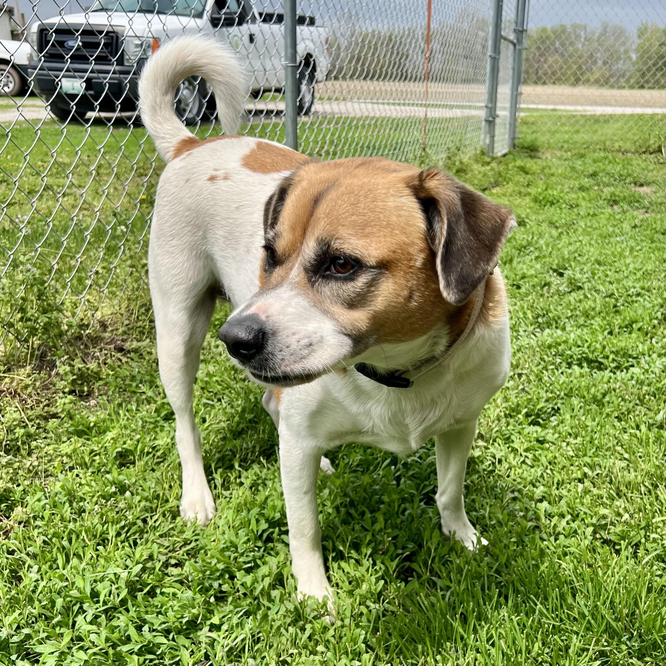 Giddion, a Adoptable mixed breed in Albany, MO image 6/6