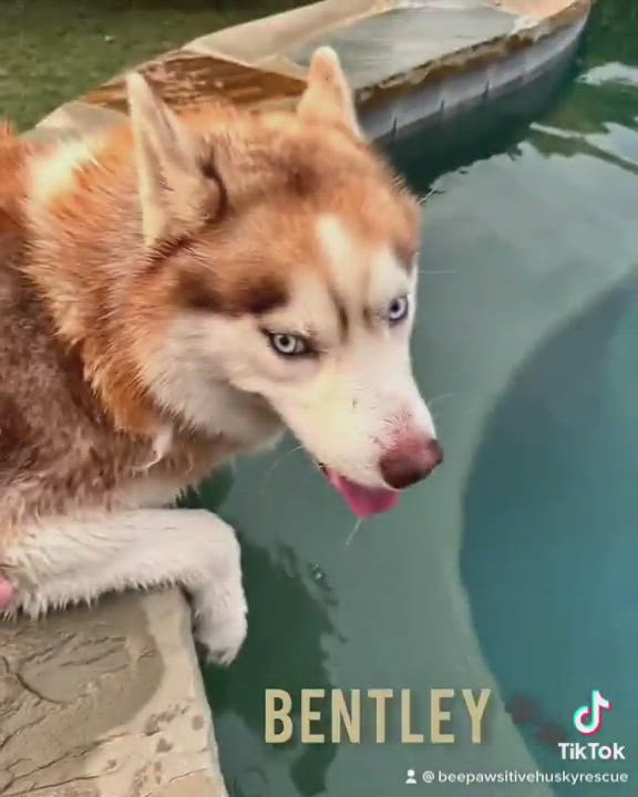 Enlarge Bentley , a Adopted Siberian Husky in Floresville, TX video 6/11