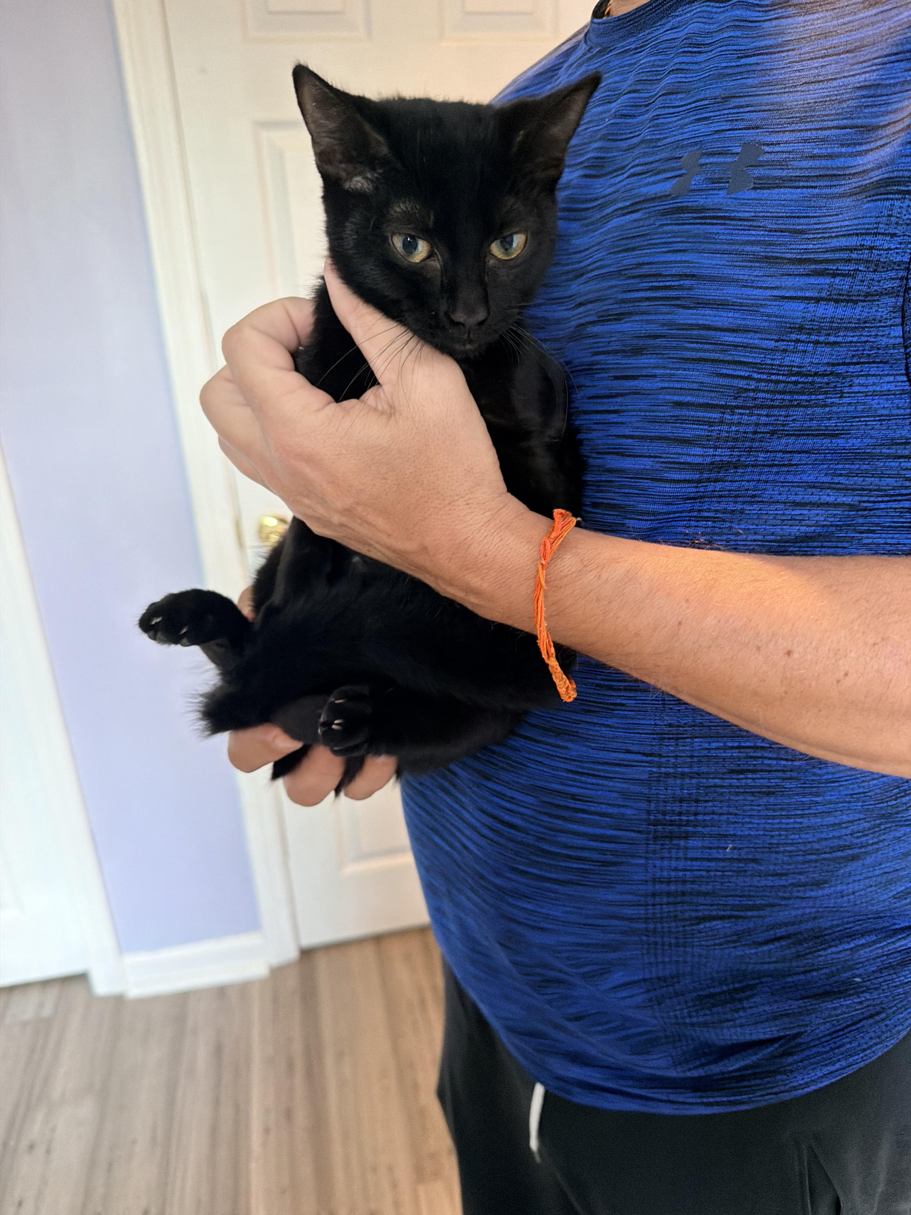 Enlarge Noel, a Adoptable Domestic Short Hair in Essex, CT image 1/2