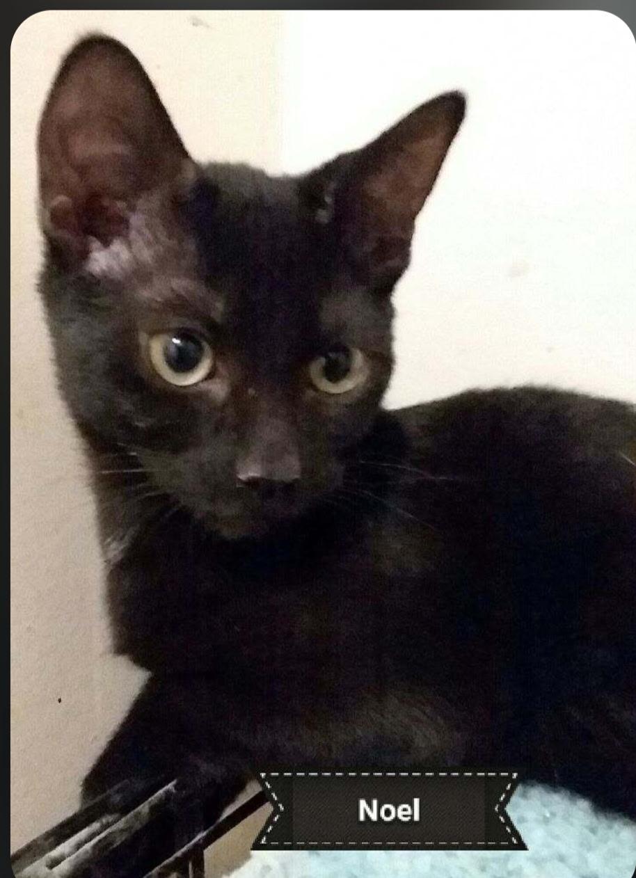 Enlarge Noel, a Adoptable Domestic Short Hair in Essex, CT image 2/2