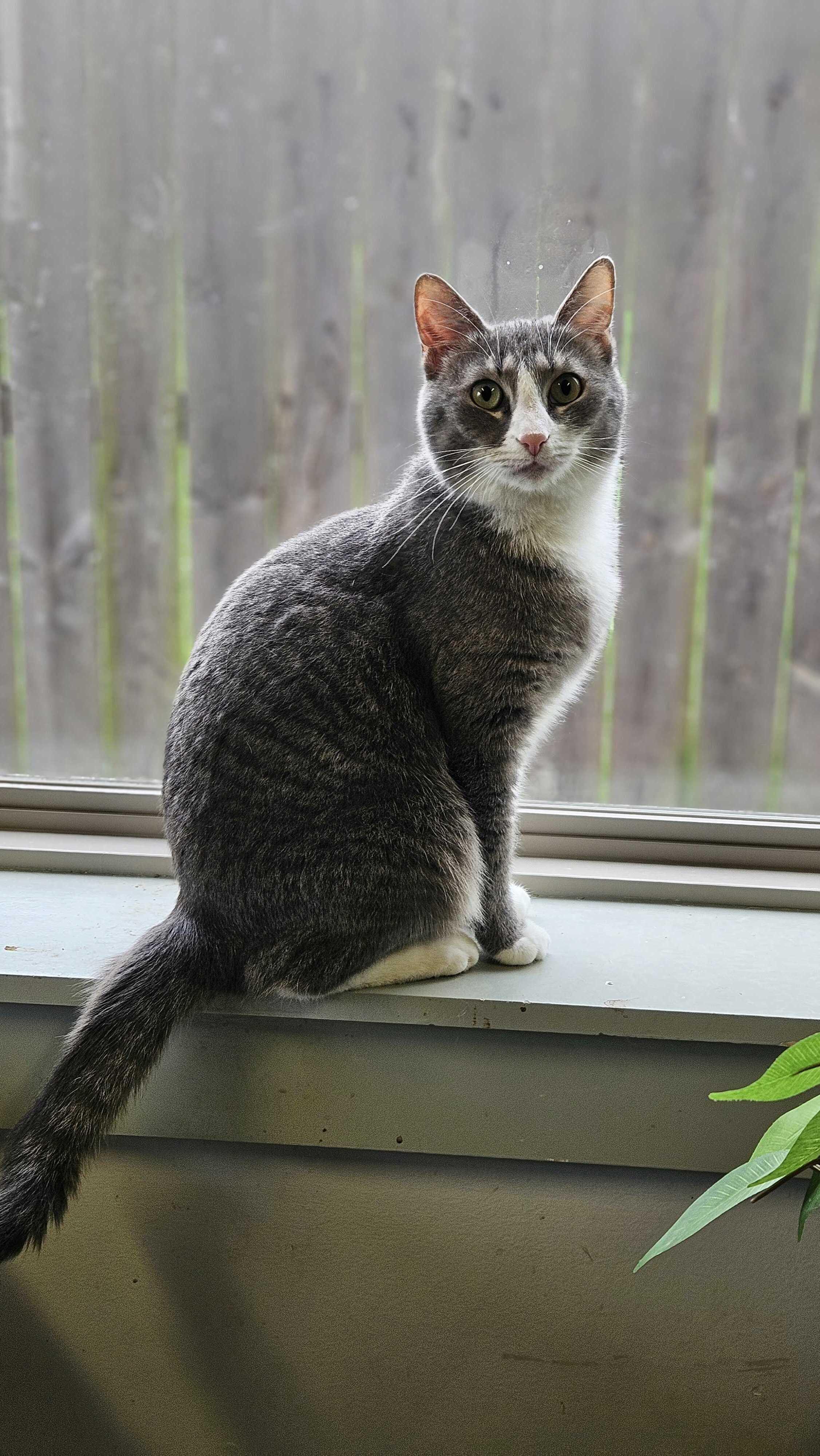 Nina, Adult Female unknown