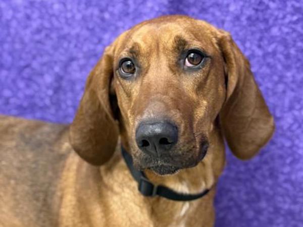 Ladybird thumbnail 2