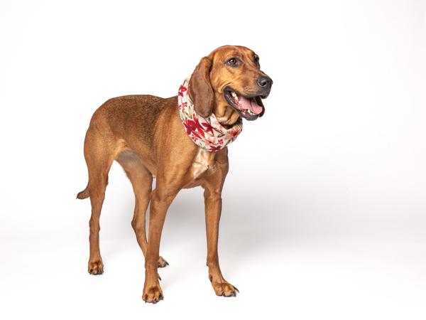 Ladybird — thumbnail 2