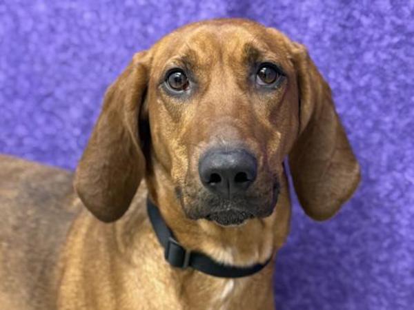 Ladybird thumbnail 4