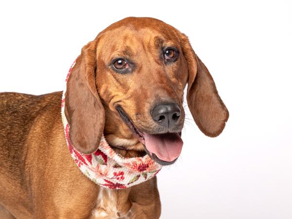 Ladybird thumbnail 5