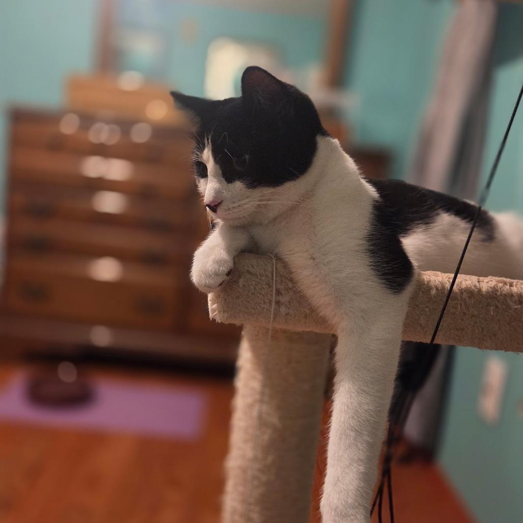 Fiona, a Adoptable Domestic Short Hair in Ferndale, WA image 1/4