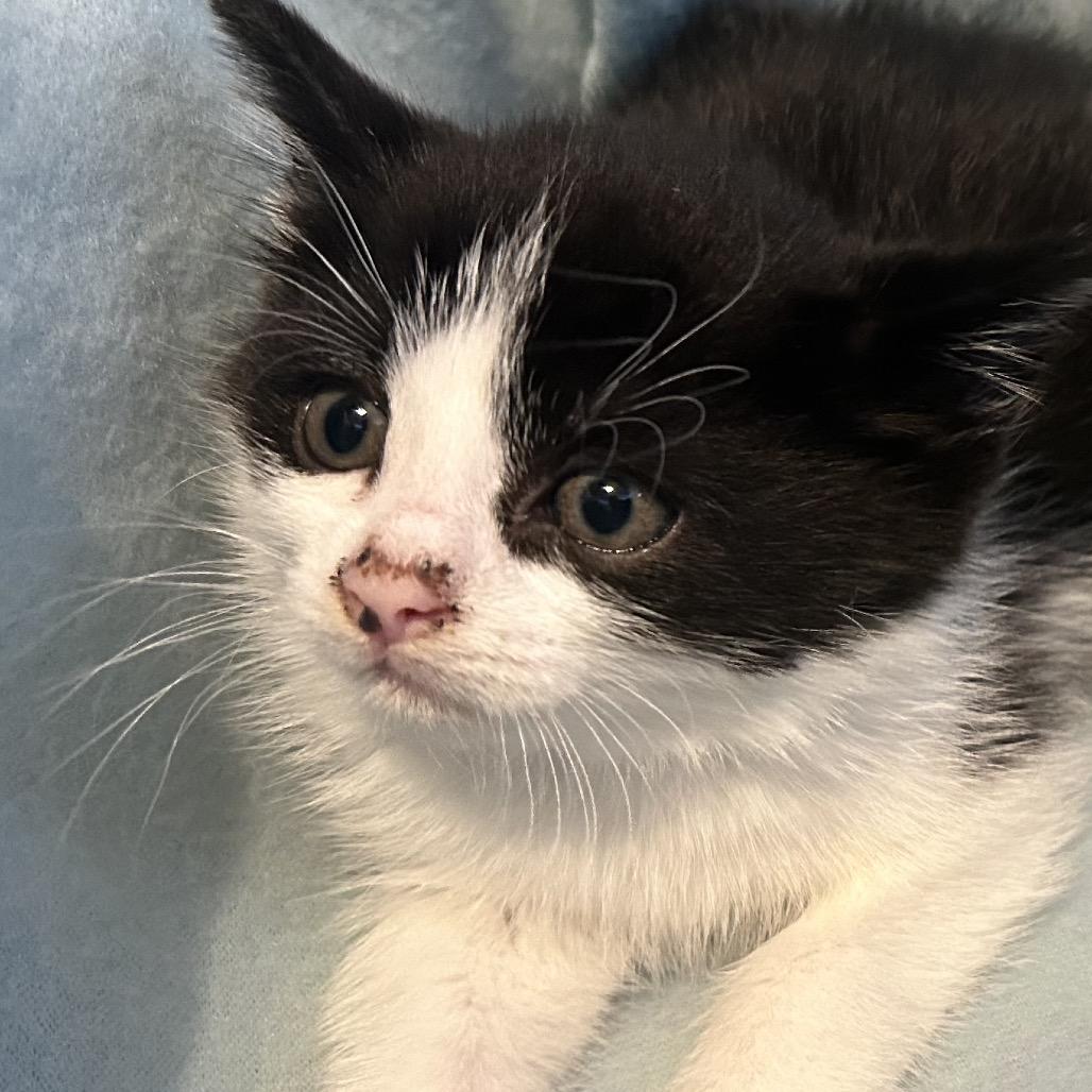 Enlarge Fiona, a Adoptable Domestic Short Hair in Ferndale, WA image 1/5