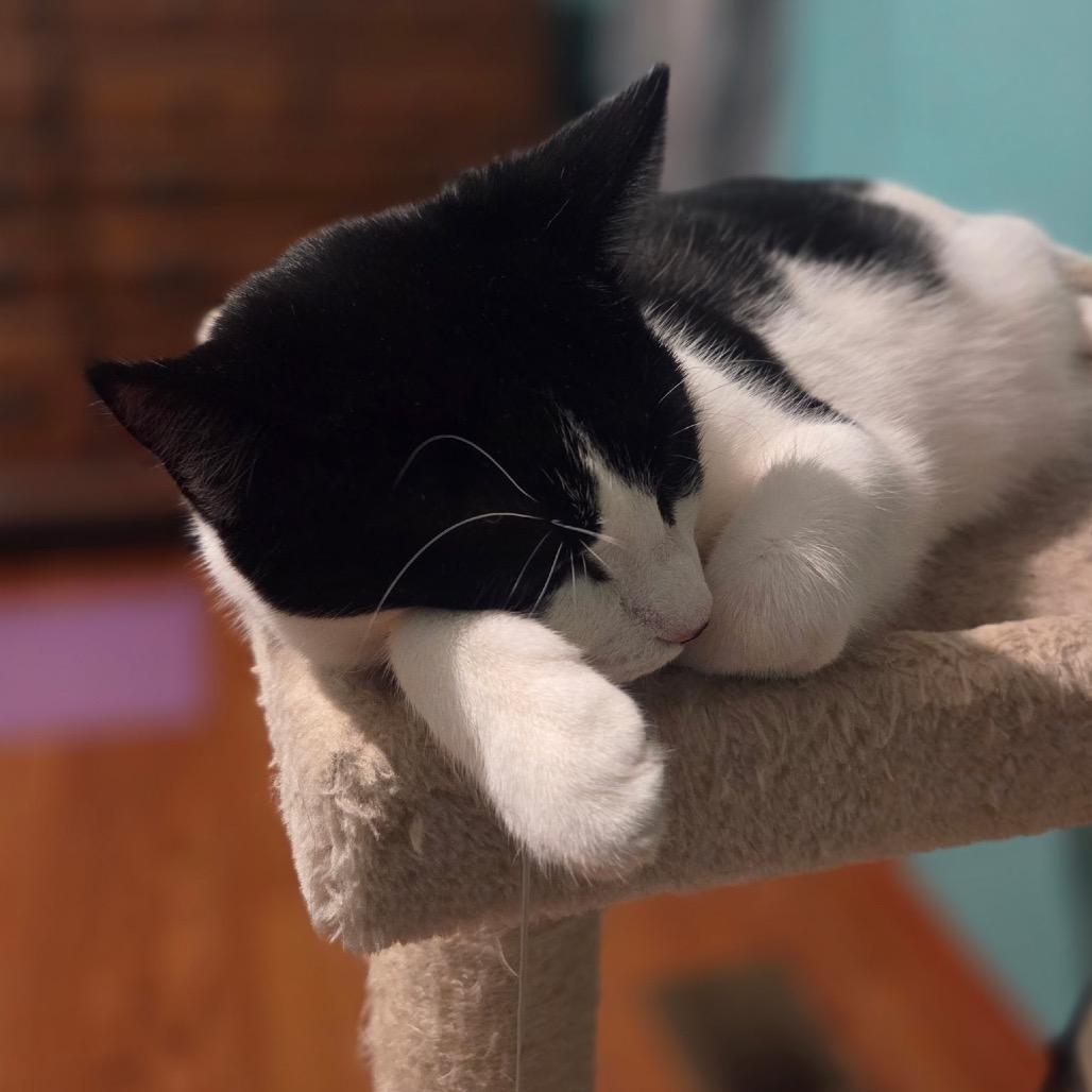 Fiona, a Adoptable Domestic Short Hair in Ferndale, WA image 2/4