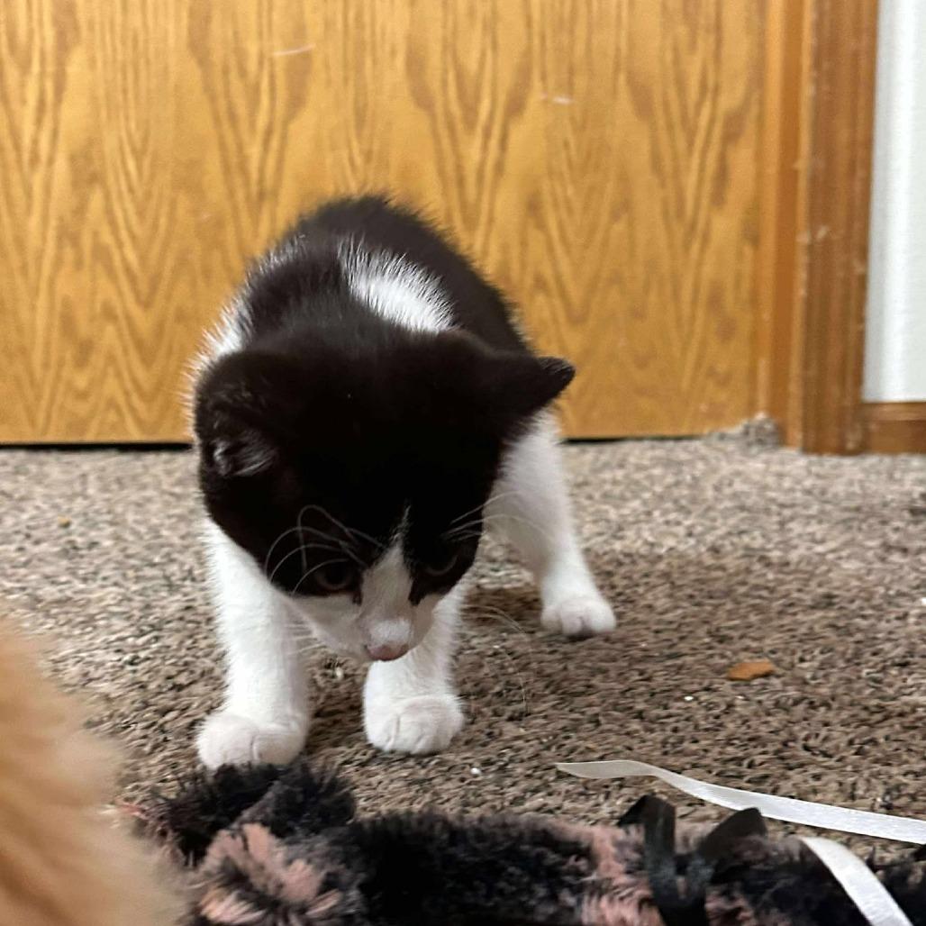 Enlarge Fiona, a Adoptable Domestic Short Hair in Ferndale, WA image 2/5