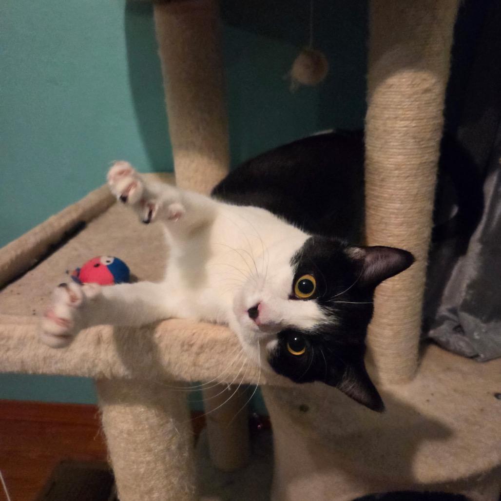 Fiona, a Adoptable Domestic Short Hair in Ferndale, WA image 3/4