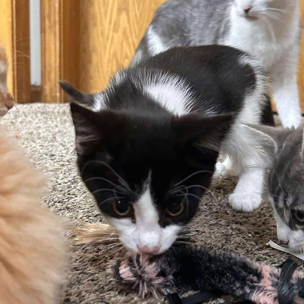 Enlarge Fiona, a Adoptable Domestic Short Hair in Ferndale, WA image 3/5