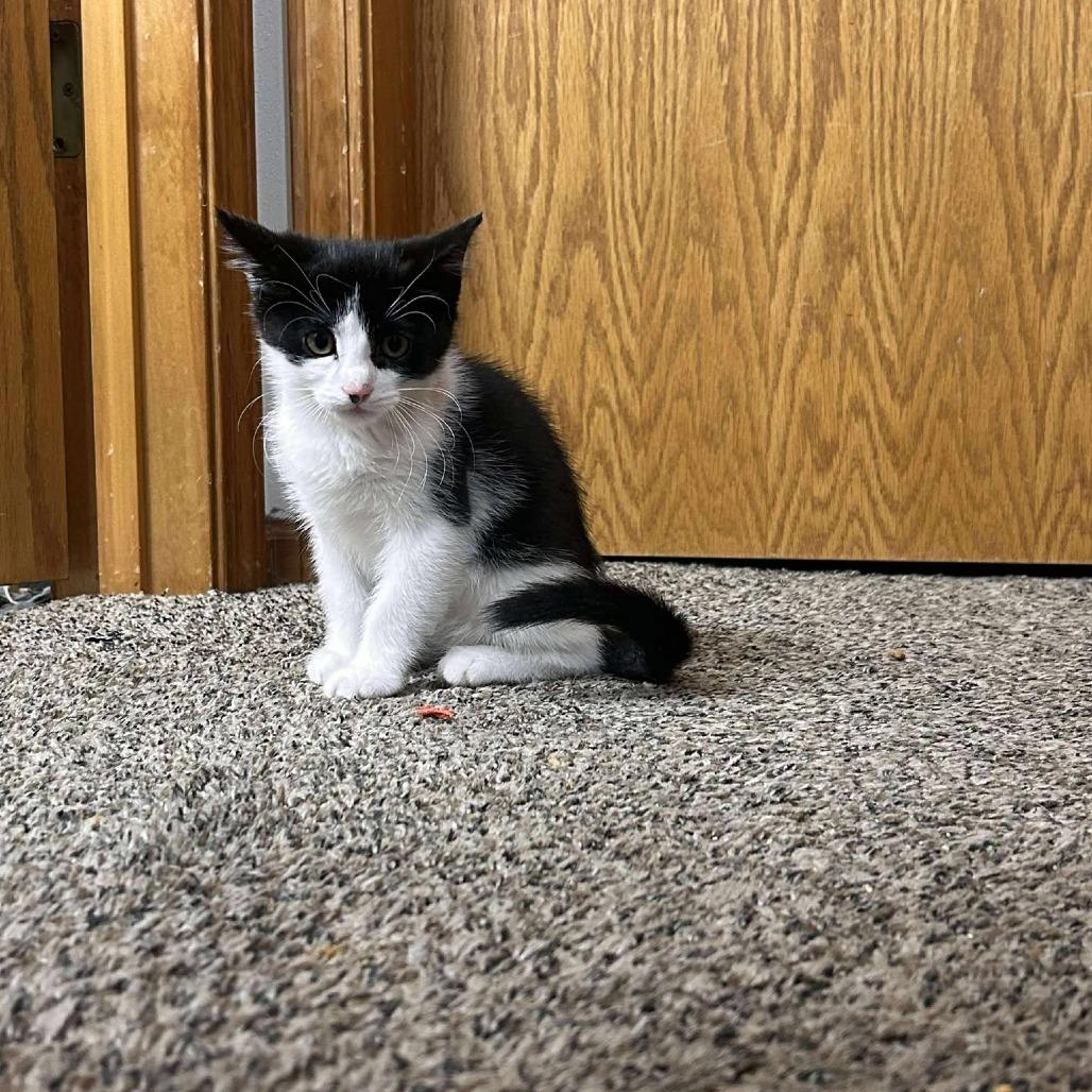 Enlarge Fiona, a Adoptable Domestic Short Hair in Ferndale, WA image 4/5