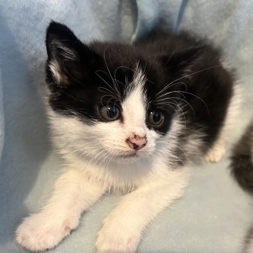 Enlarge Fiona, a Adoptable Domestic Short Hair in Ferndale, WA image 5/5