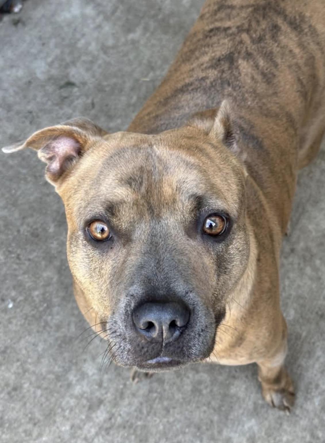 Enlarge Pringle, a Adoptable Pit Bull Terrier in Chicago, IL image 4/5