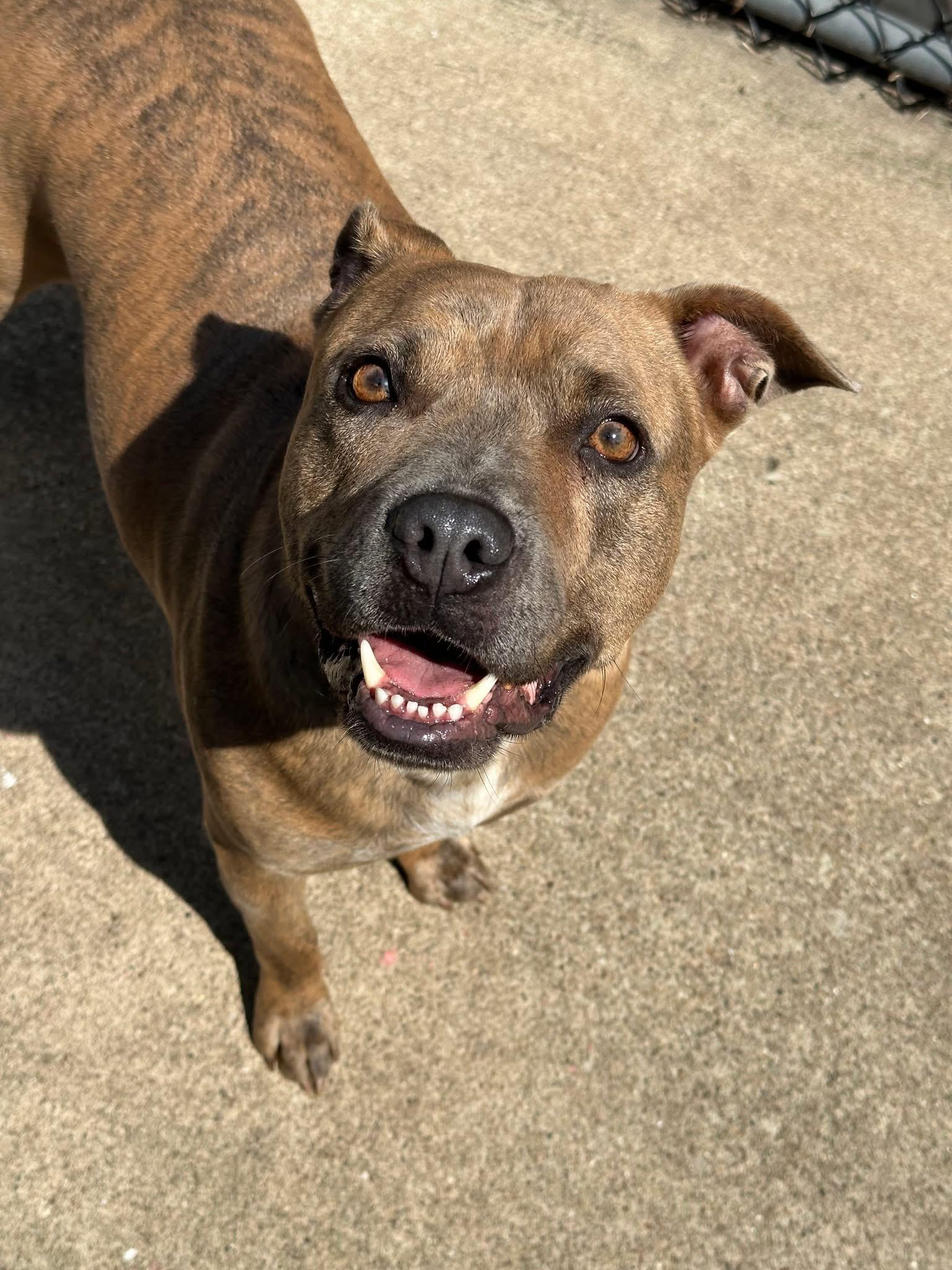 Enlarge Pringle, a Adoptable Pit Bull Terrier in Chicago, IL image 1/5
