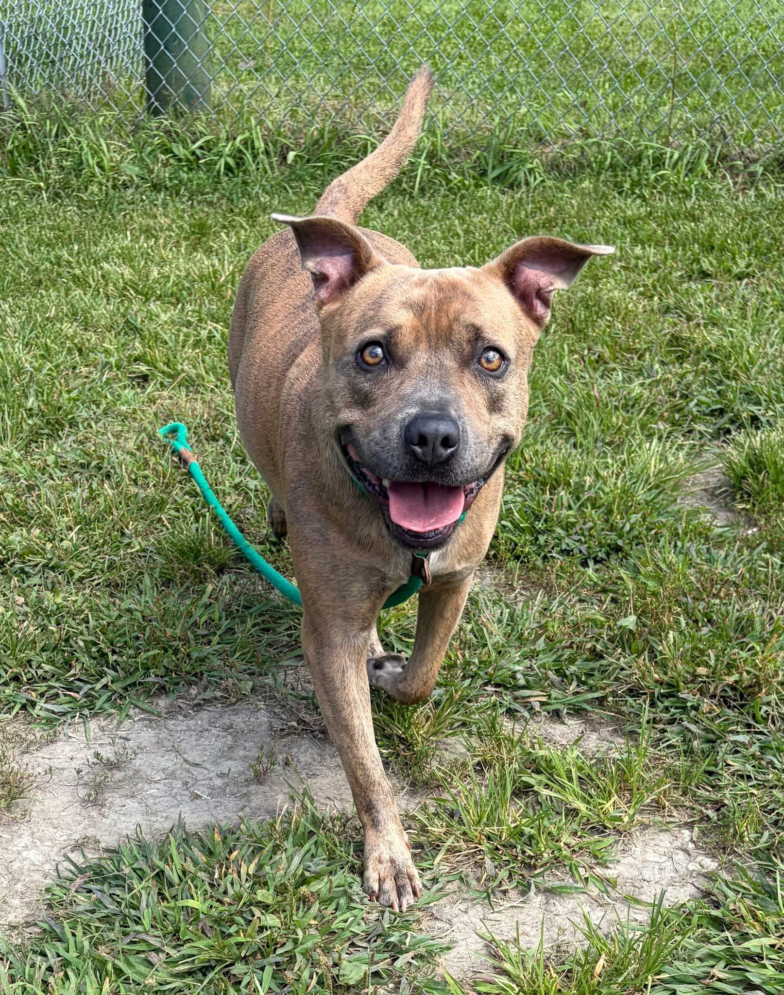 Enlarge Pringle, a Adoptable Pit Bull Terrier in Chicago, IL image 2/5