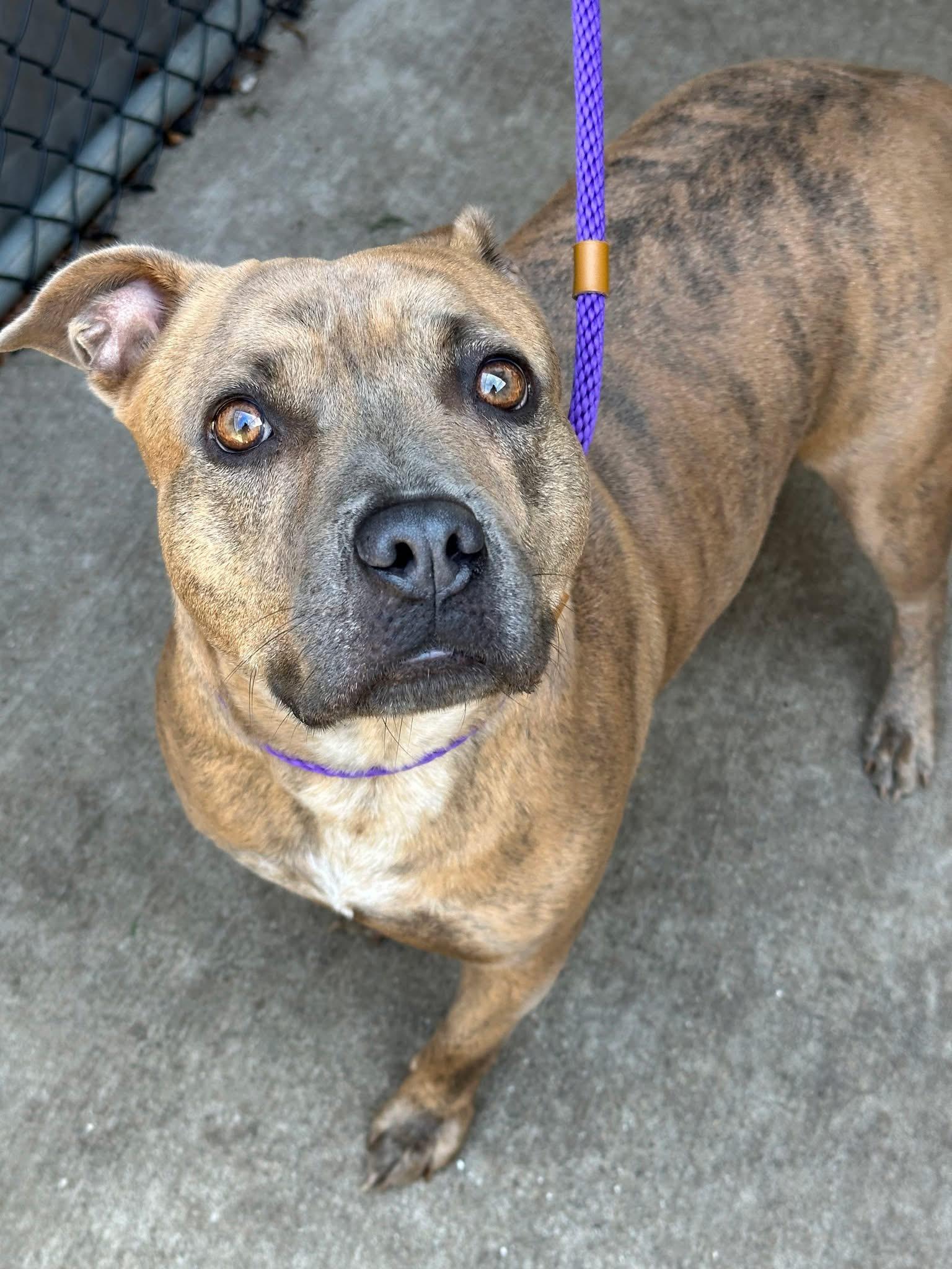 Enlarge Pringle, a Adoptable Pit Bull Terrier in Chicago, IL image 3/5