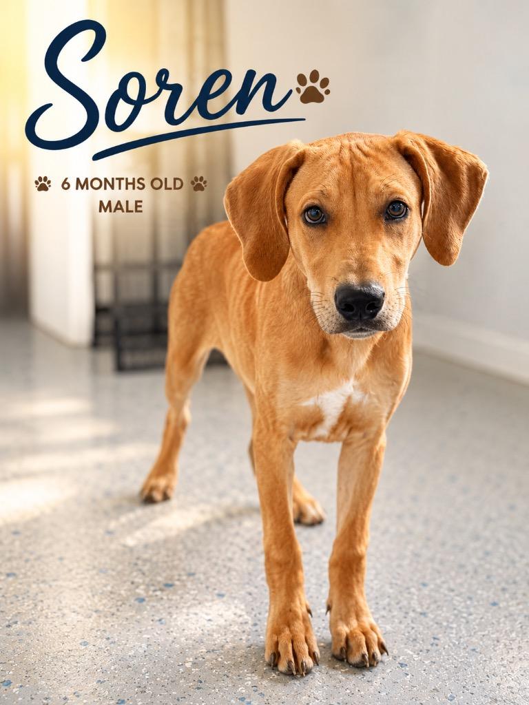 Soren, Adoptable, Puppy Male Labrador Retriever & Mixed Breed.
