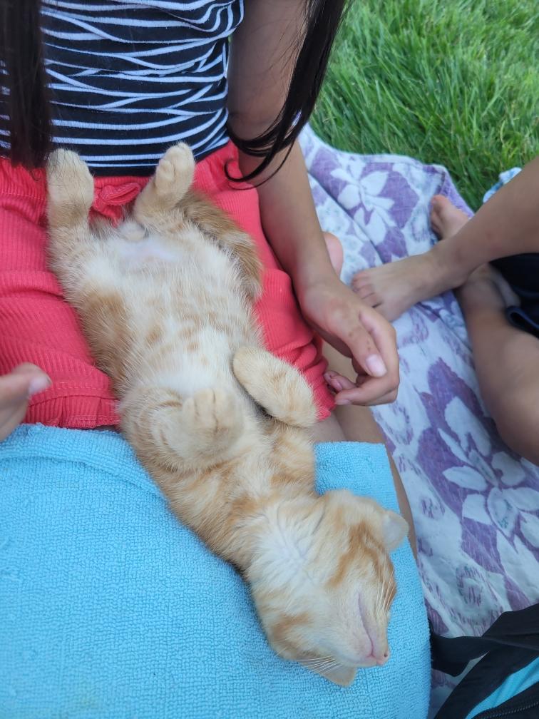 Enlarge Marmalade, a ADOPTABLE Domestic Short Hair in Beltsville, MD image 6/6