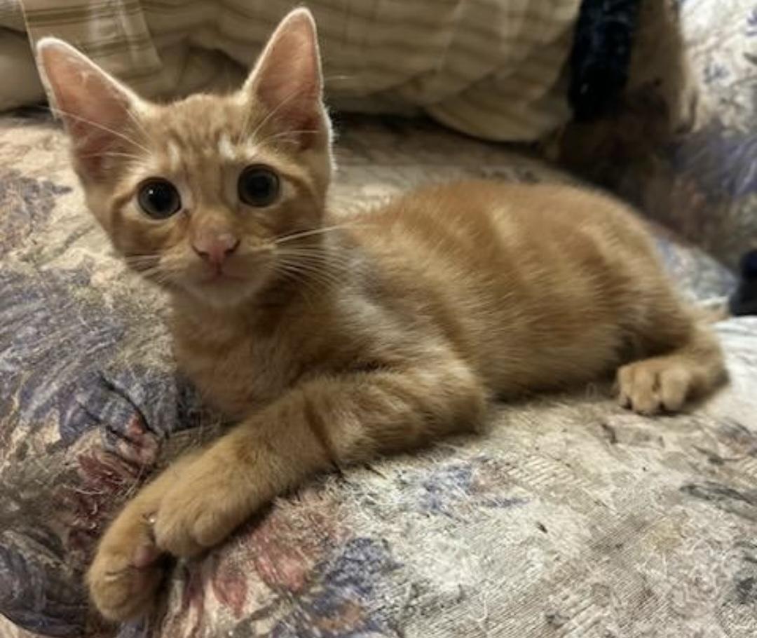 Enlarge Marmalade, a ADOPTABLE Domestic Short Hair in Beltsville, MD image 1/6