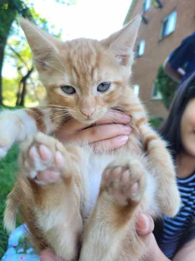 Enlarge Marmalade, a ADOPTABLE Domestic Short Hair in Beltsville, MD image 5/6