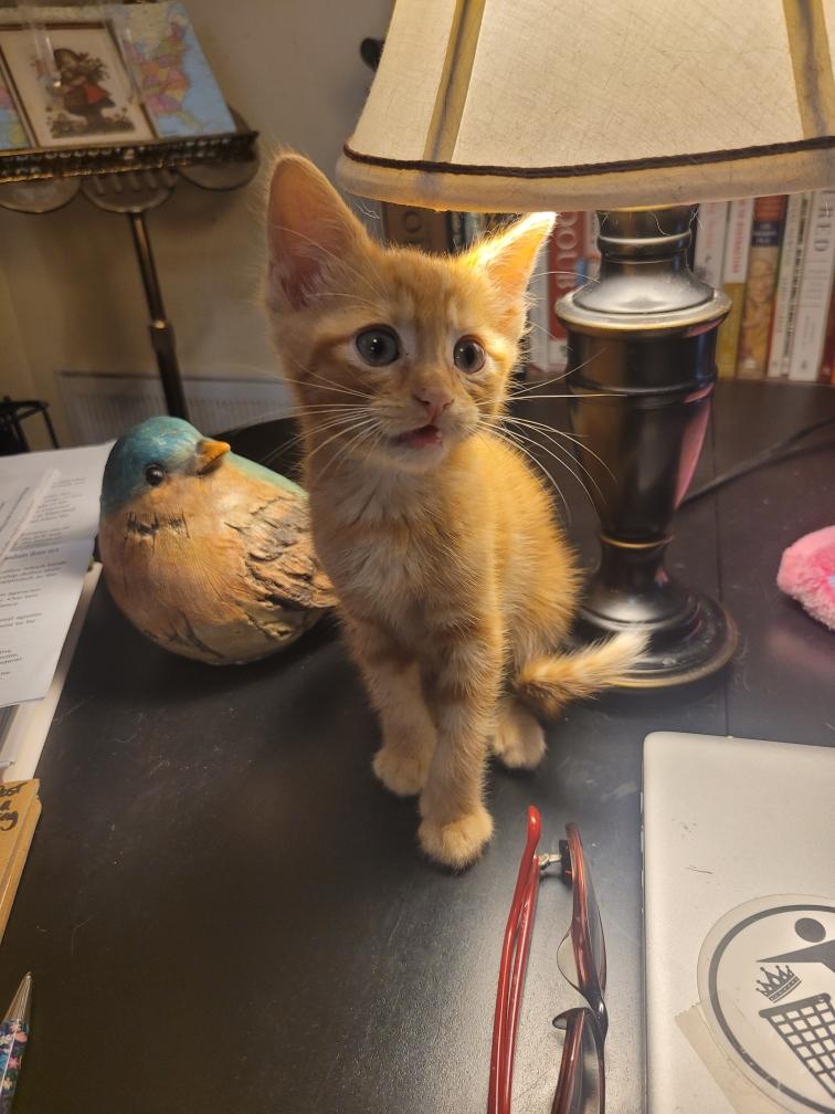 Enlarge Marmalade, a ADOPTABLE Domestic Short Hair in Beltsville, MD image 2/6