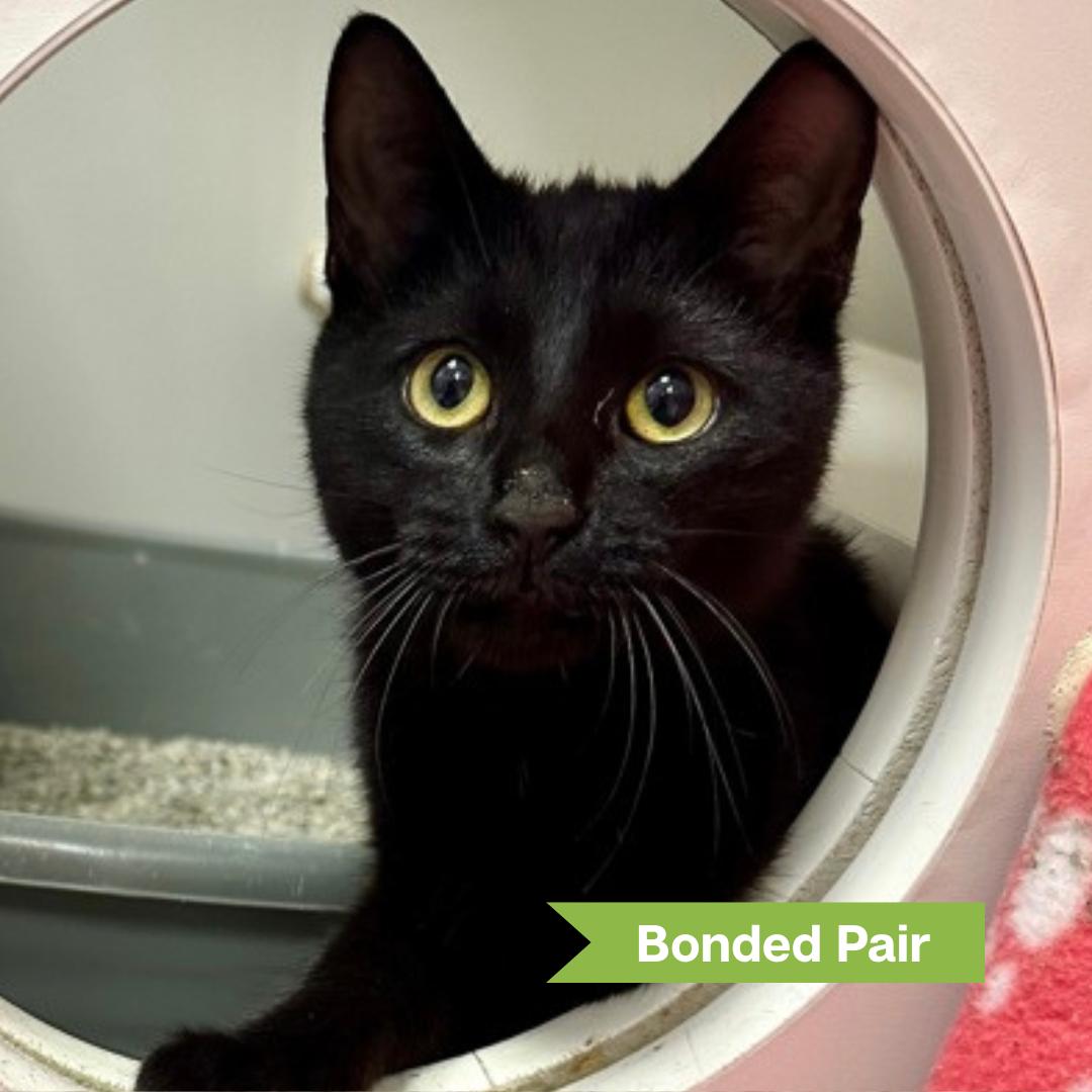 Enlarge Coal, an adoptable Domestic Short Hair in Reisterstown, MD image 1/1