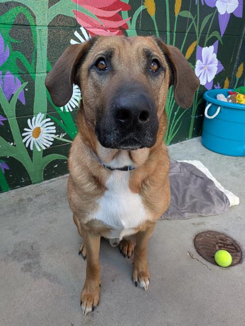 TANK, Adoptable, Adult Male Bloodhound & Labrador Retriever.