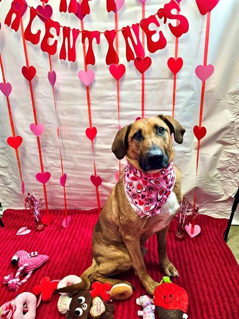 TANK, Adoptable, Adult Male Bloodhound & Labrador Retriever.