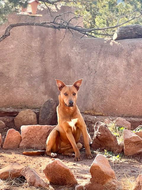 Spirit, Adopted, Young Female Redbone Coonhound.