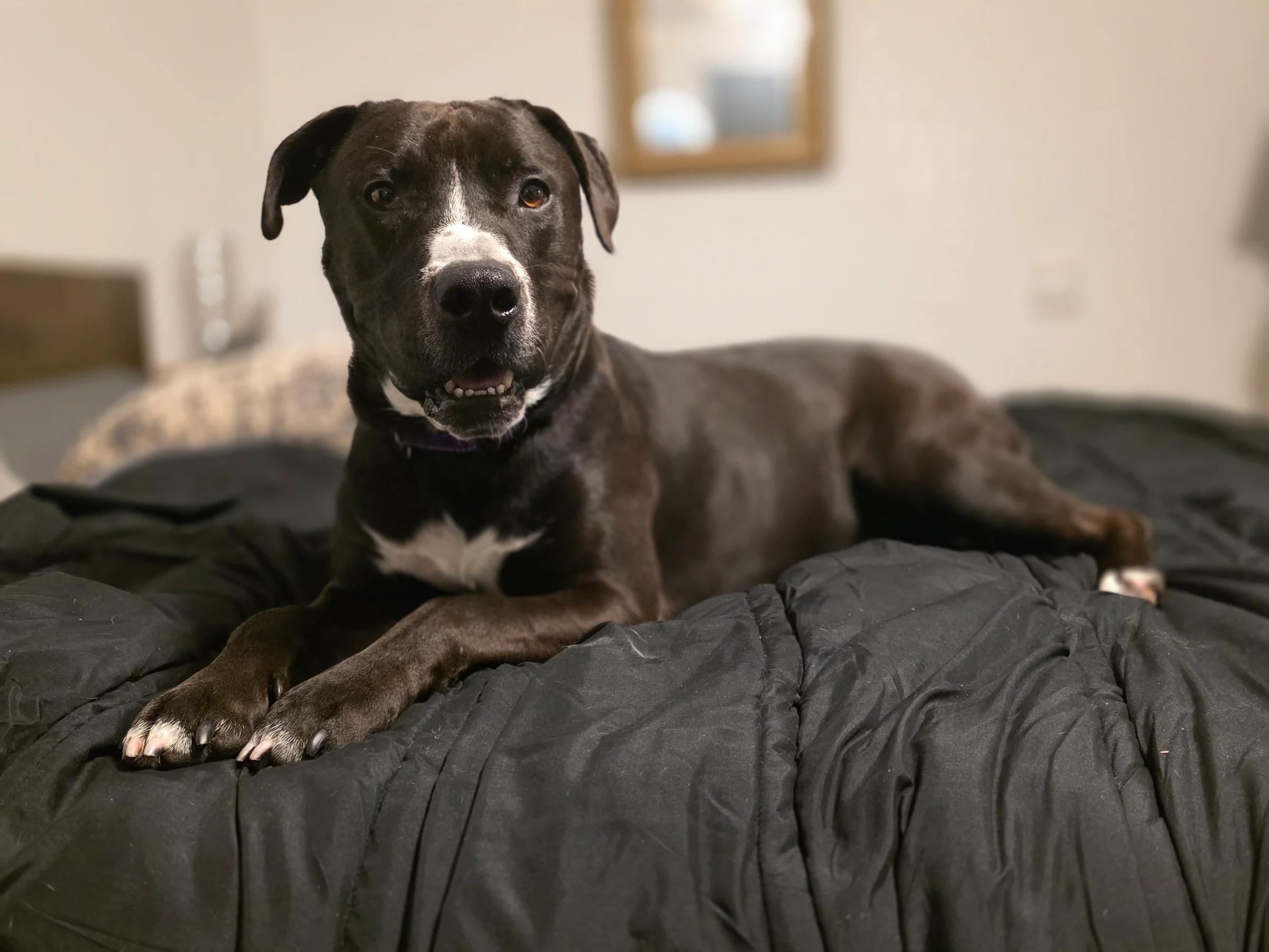 Enlarge Sonny, a Adoptable mixed breed in Santa Clara, CA image 1/5