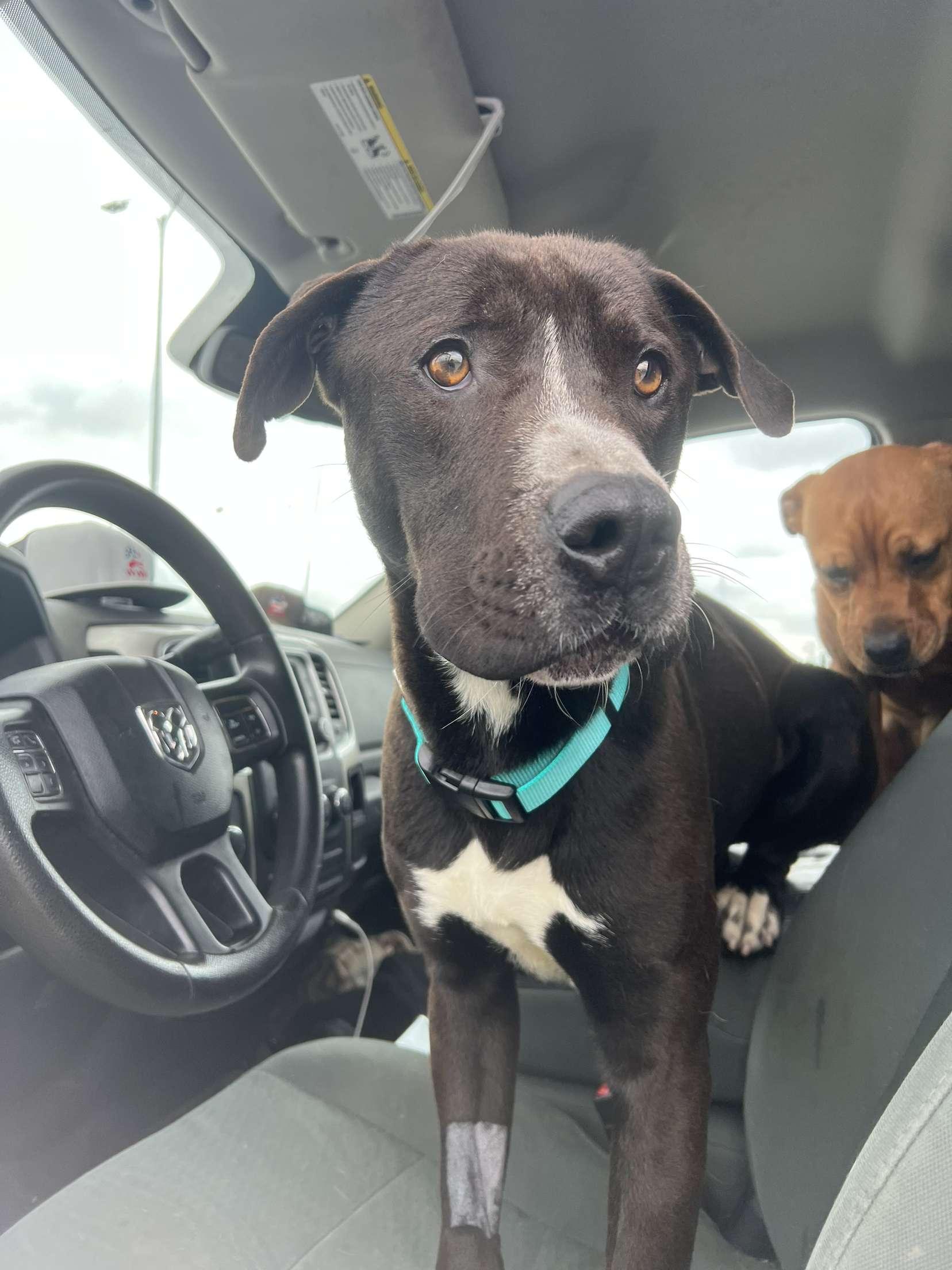 Sonny, a Adoptable mixed breed in Santa Clara, CA image 2/5